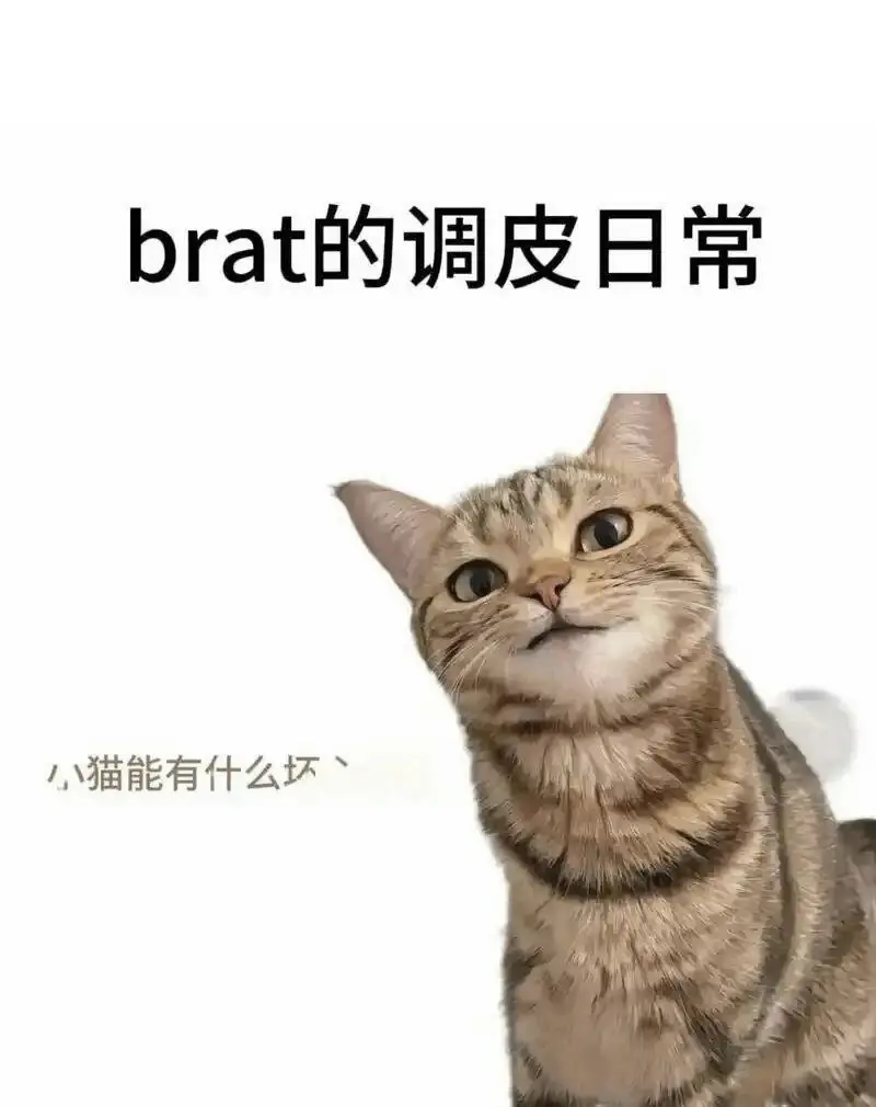 西檬之家k8猫系是什么?探索你的字母圈新属性! 一