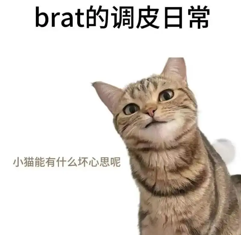 西檬之家k8猫系是什么?你的k8属性是猫系吗? 一